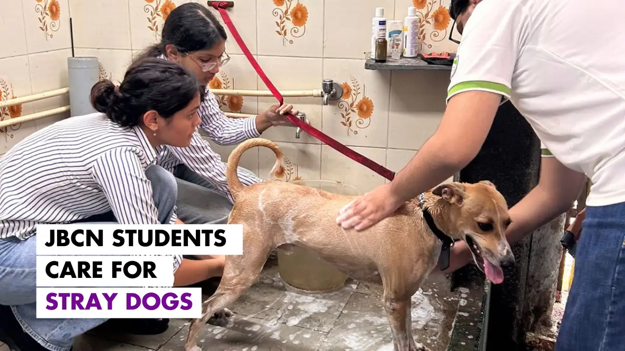 Welfare of Stray Dogs